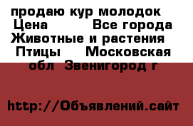 продаю кур молодок. › Цена ­ 320 - Все города Животные и растения » Птицы   . Московская обл.,Звенигород г.